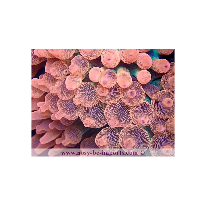 Entacmea quadricolor rouge WYSIWYG