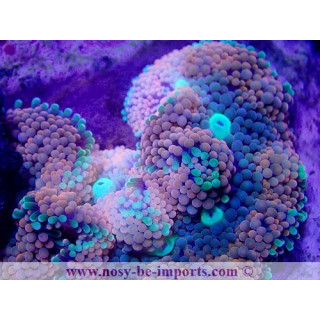 Ricordea florida XL WYSIWYG