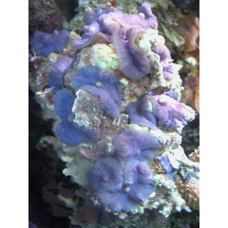 Discosoma spec. Blue L