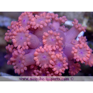 Goniopora sp. rouge WYSIWYG