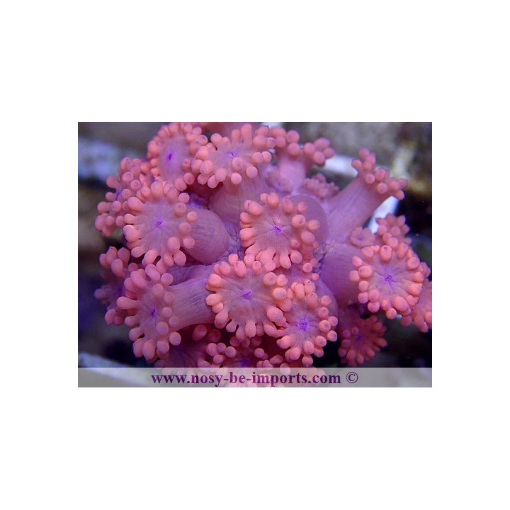 Goniopora sp. rouge WYSIWYG