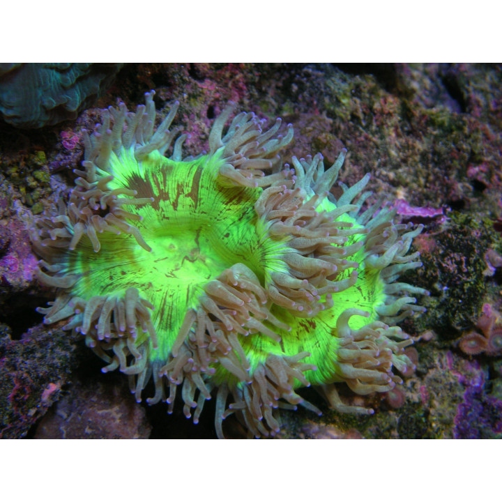 Catalaphyllia jardinei