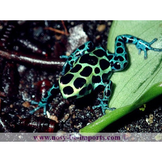 Ranitomeya variabilis southern