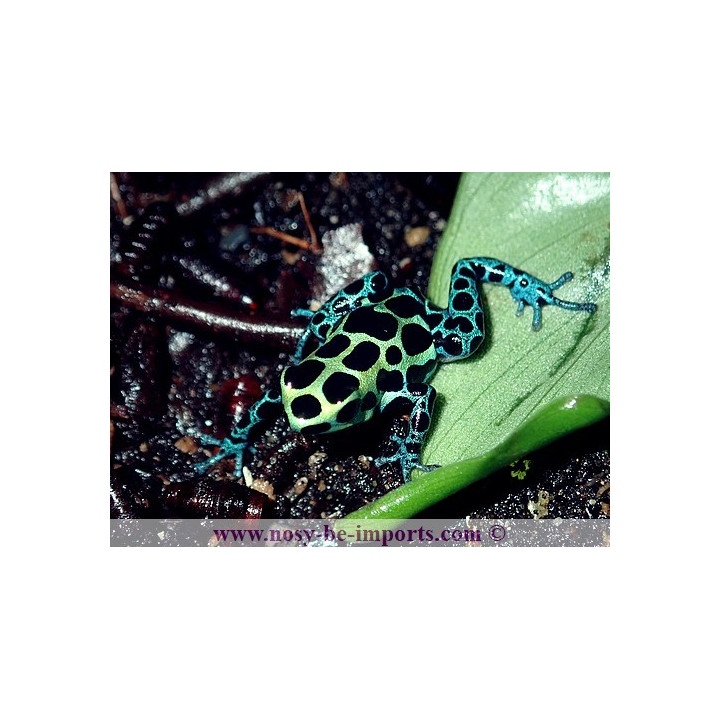 Ranitomeya variabilis southern