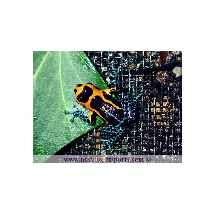 Ranitomeya imitator Jeberos