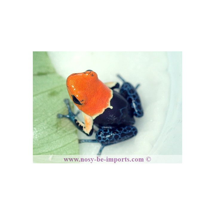 Ranitomeya fantastica true nominat