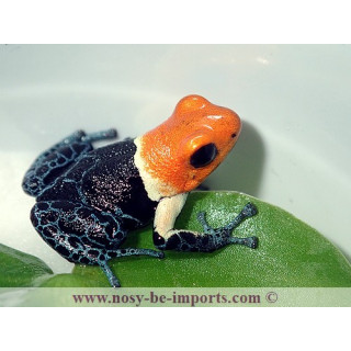 Ranitomeya fantastica true nominat