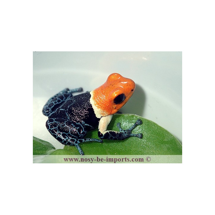 Ranitomeya fantastica true nominat