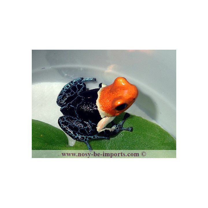 Ranitomeya fantastica true nominat
