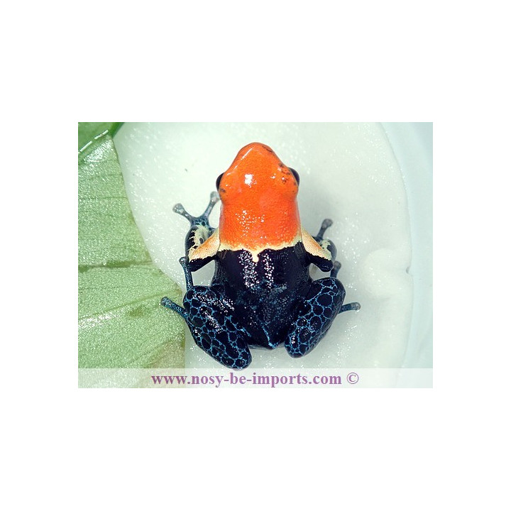 Ranitomeya fantastica true nominat