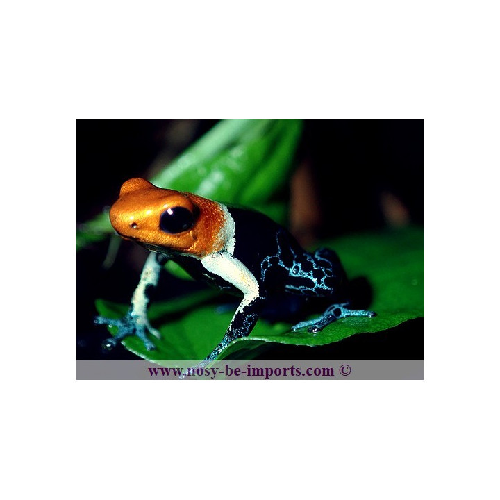 Ranitomeya fantastica true nominat