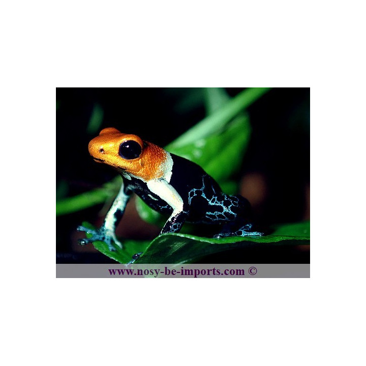 Ranitomeya fantastica true nominat