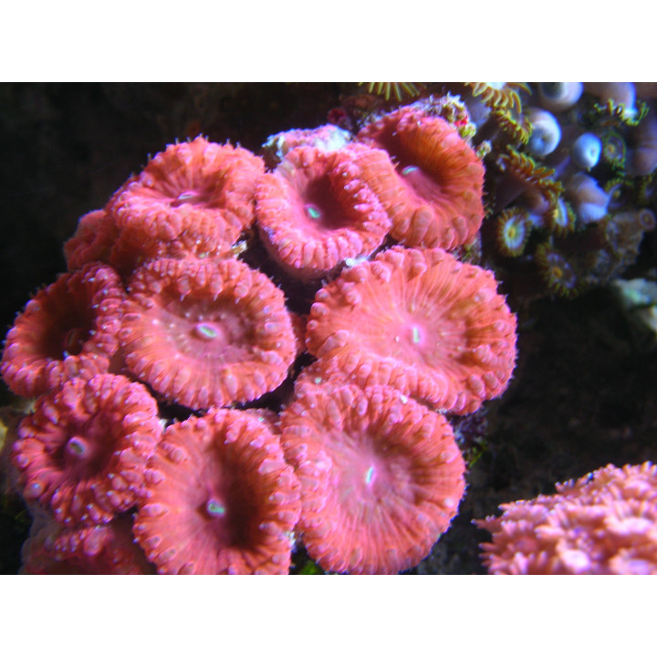 Blastomussa wellsi