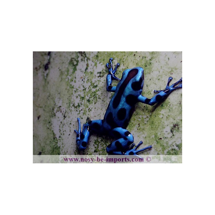 Dendrobates auratus El Cope