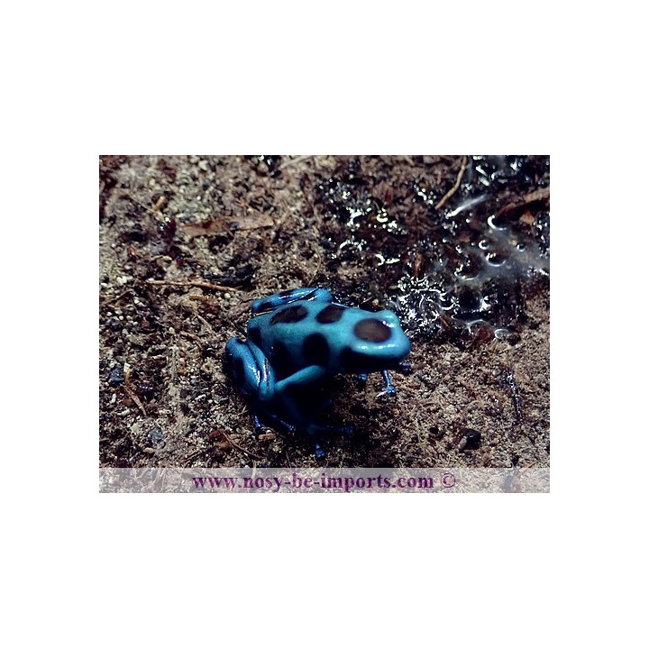 Dendrobates auratus El Cope