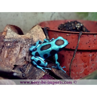 Dendrobates auratus El Cope