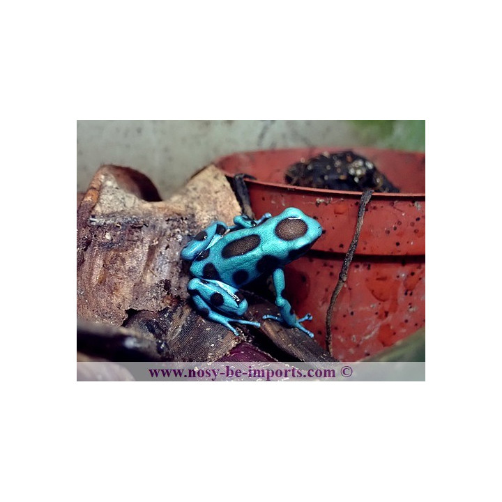 Dendrobates auratus El Cope