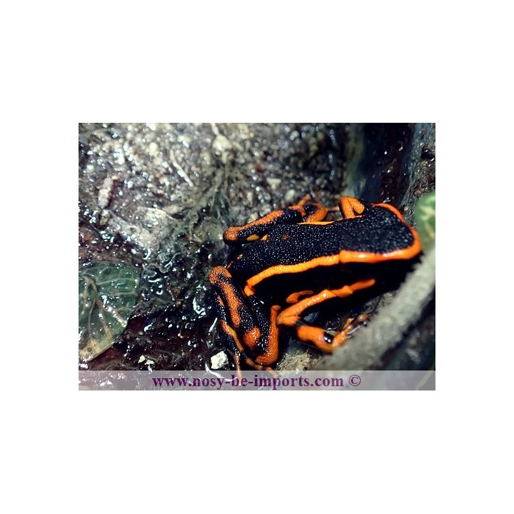 Ameerega trivittata orange