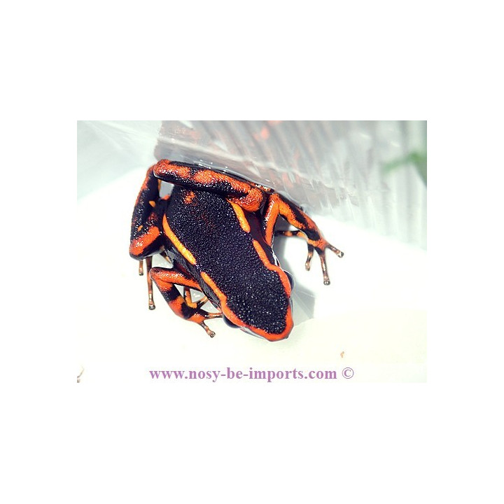 Ameerega trivittata orange