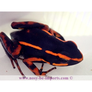 Ameerega trivittata orange