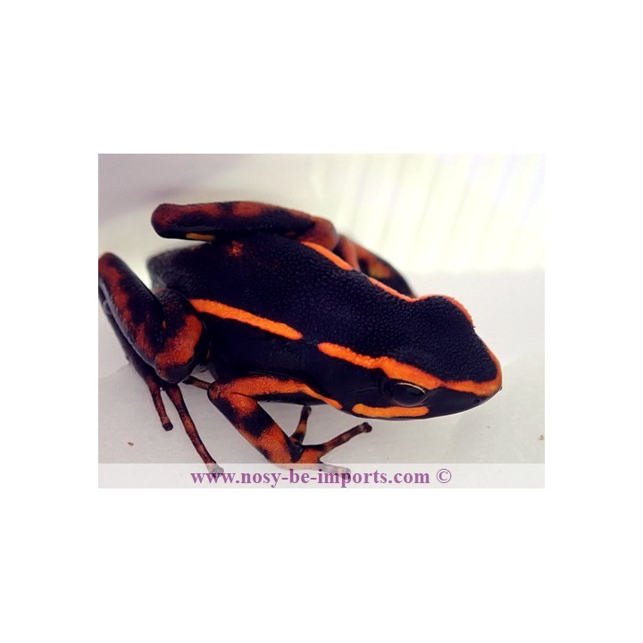 Ameerega trivittata orange