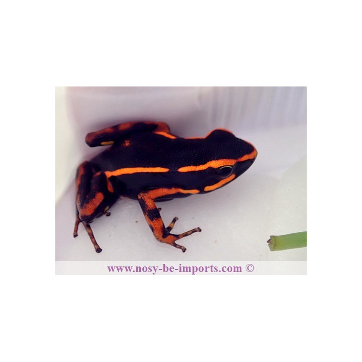 Ameerega trivittata orange