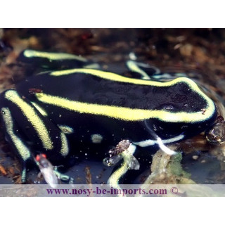 Dendrobates truncatus