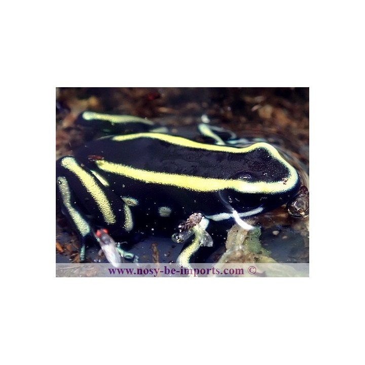 Dendrobates truncatus