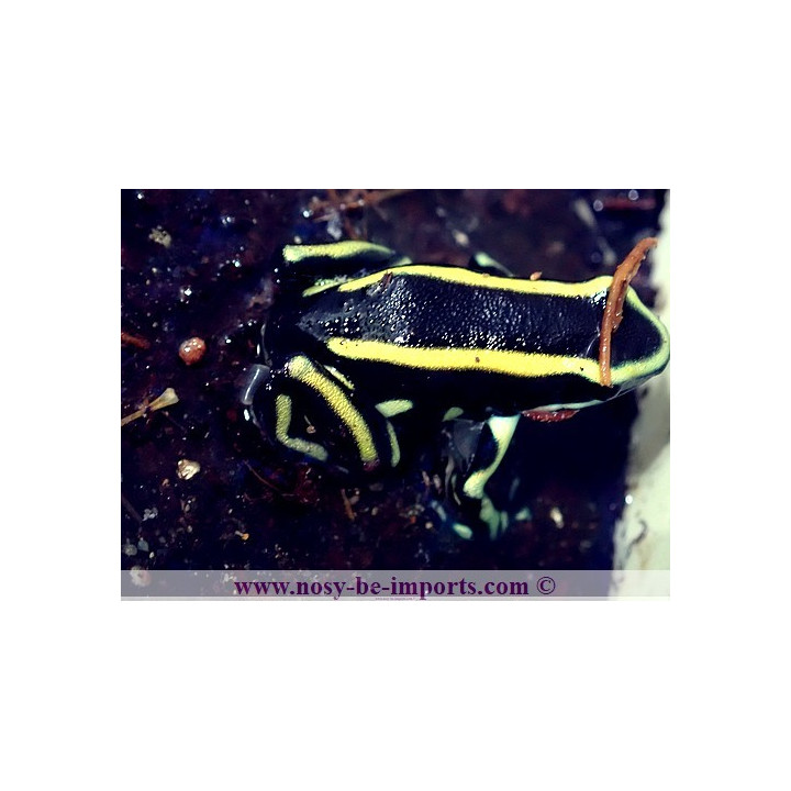 Dendrobates truncatus