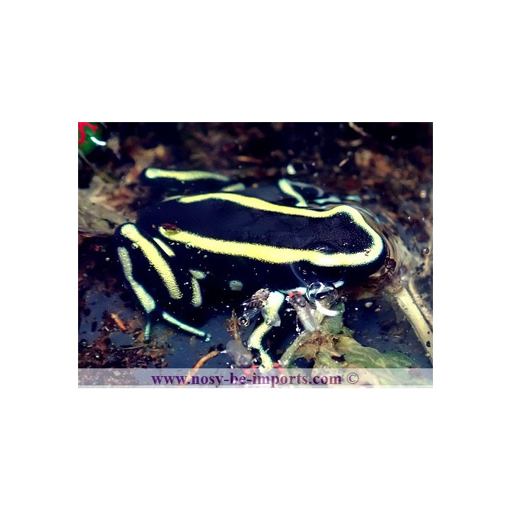 Dendrobates truncatus