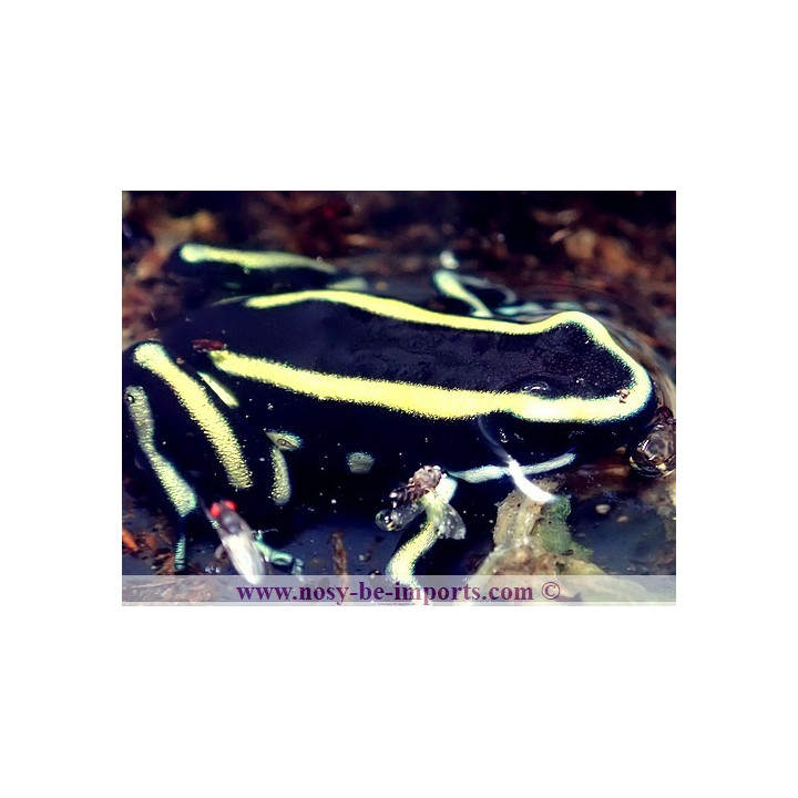 Dendrobates truncatus