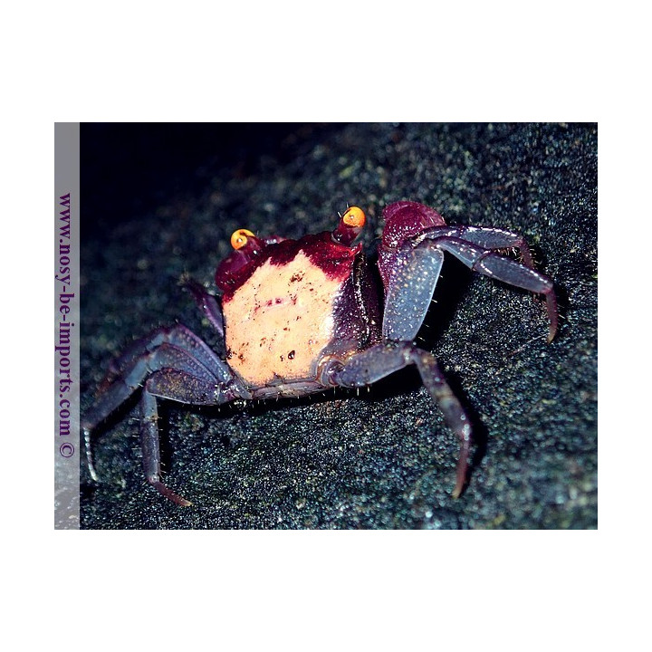  Geosesarma dennerle (crabe vampire)
