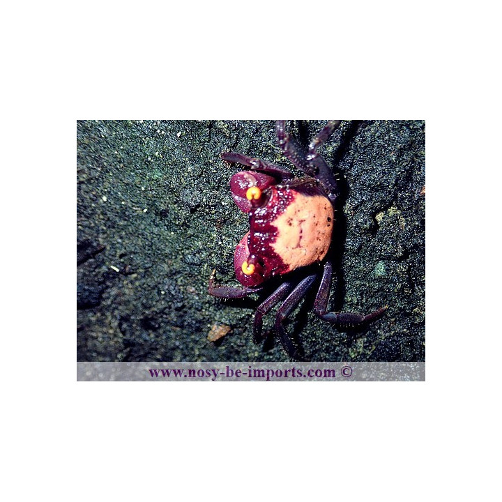 Geosesarma dennerle (crabe vampire)