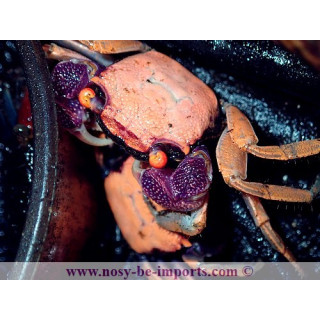  Geosesarma dennerle (crabe vampire)