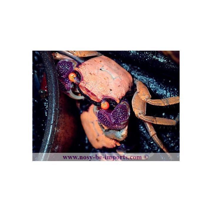  Geosesarma dennerle (crabe vampire)