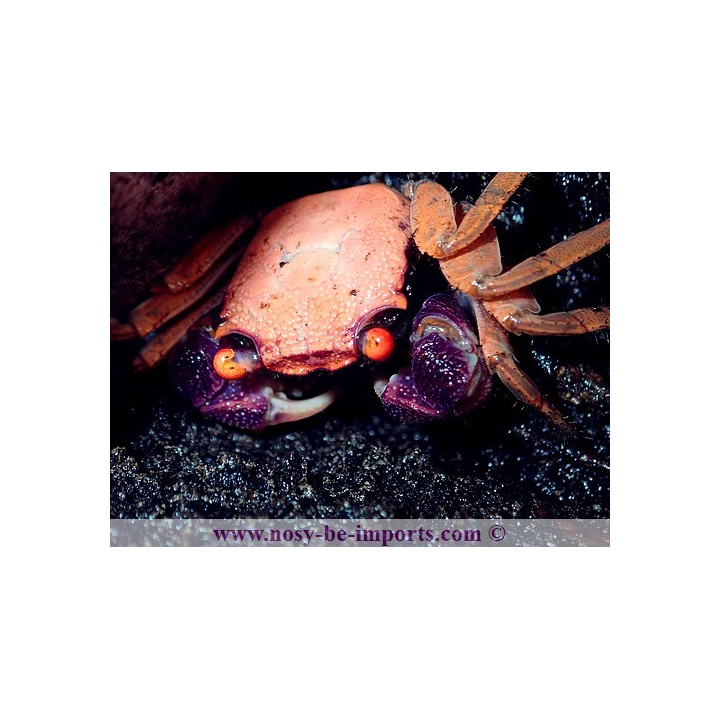  Geosesarma dennerle (crabe vampire)
