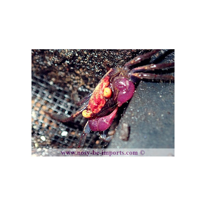  Geosesarma dennerle (crabe vampire)