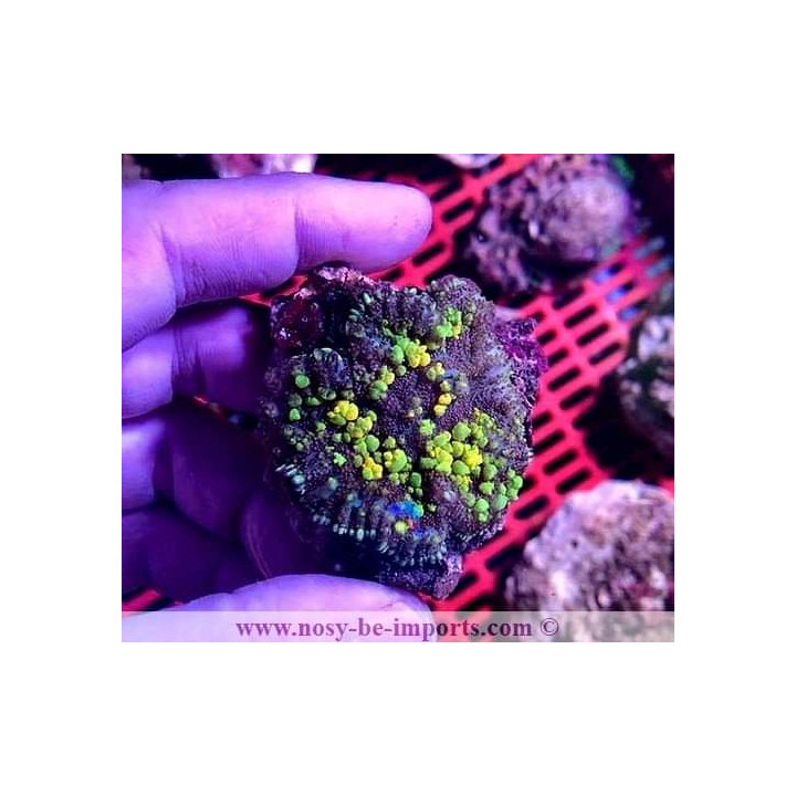 Rhodactis sp. Bounce ultra