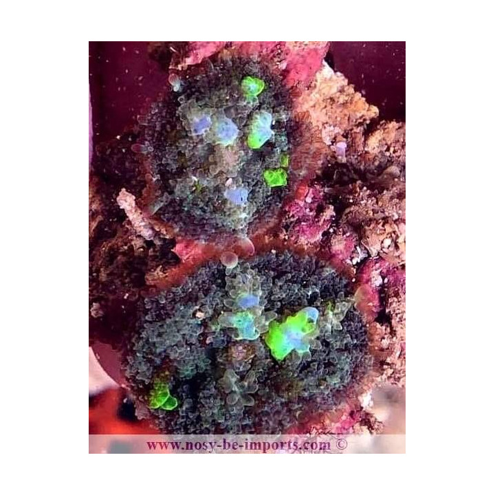 Rhodactis sp. Bounce ultra