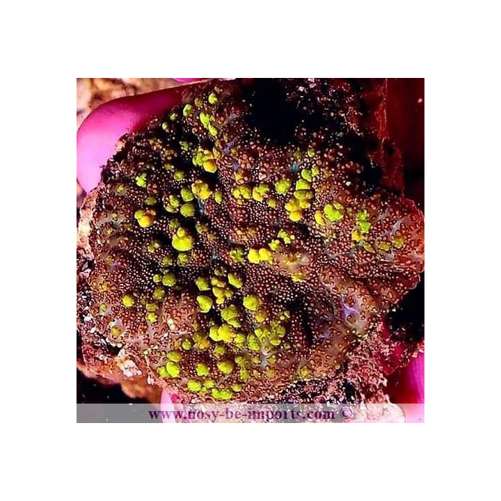 Rhodactis sp. Bounce ultra