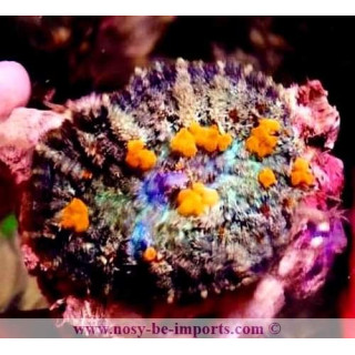 Rhodactis sp. Bounce ultra