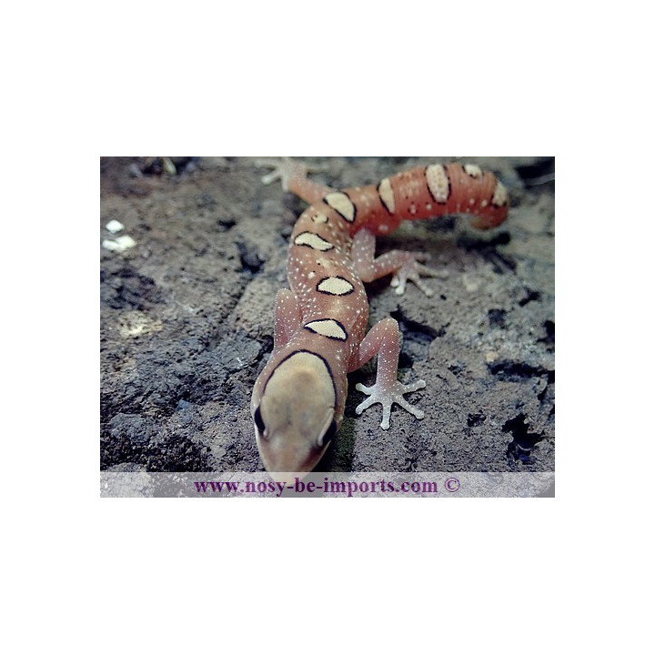 Diplodactylus galeatus