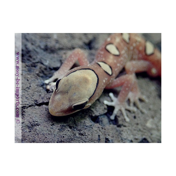 Diplodactylus galeatus