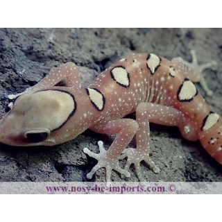 Diplodactylus galeatus