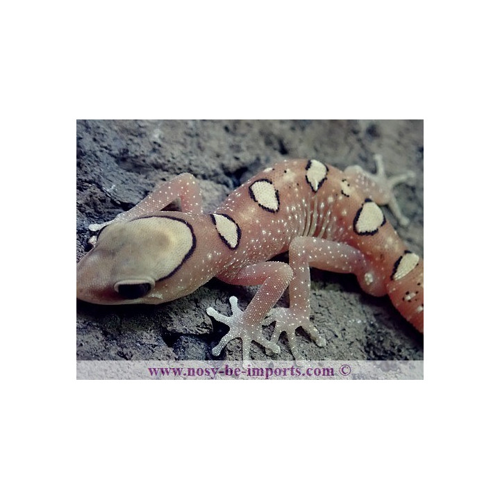 Diplodactylus galeatus
