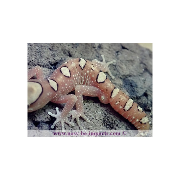 Diplodactylus galeatus