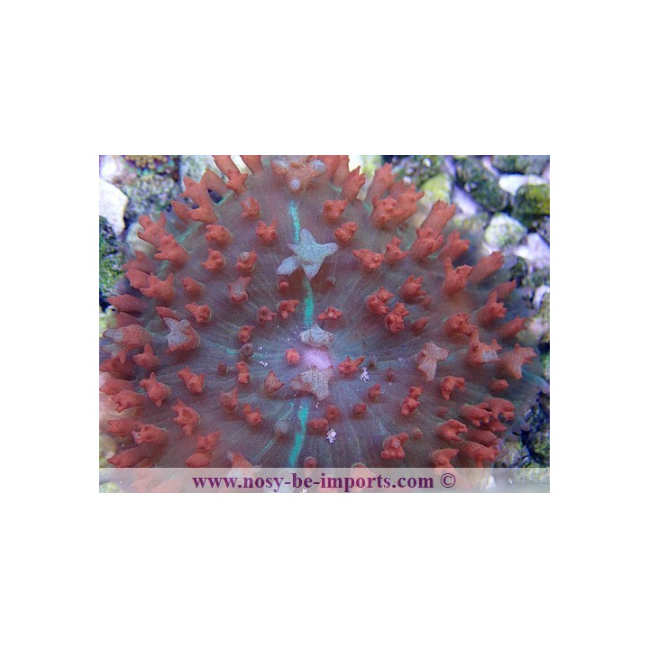 Rhodactis sanctithomae rouge