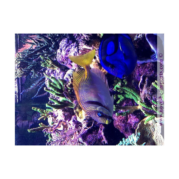 Siganus doliatus - Eau de mer - Aquarium sur mesure