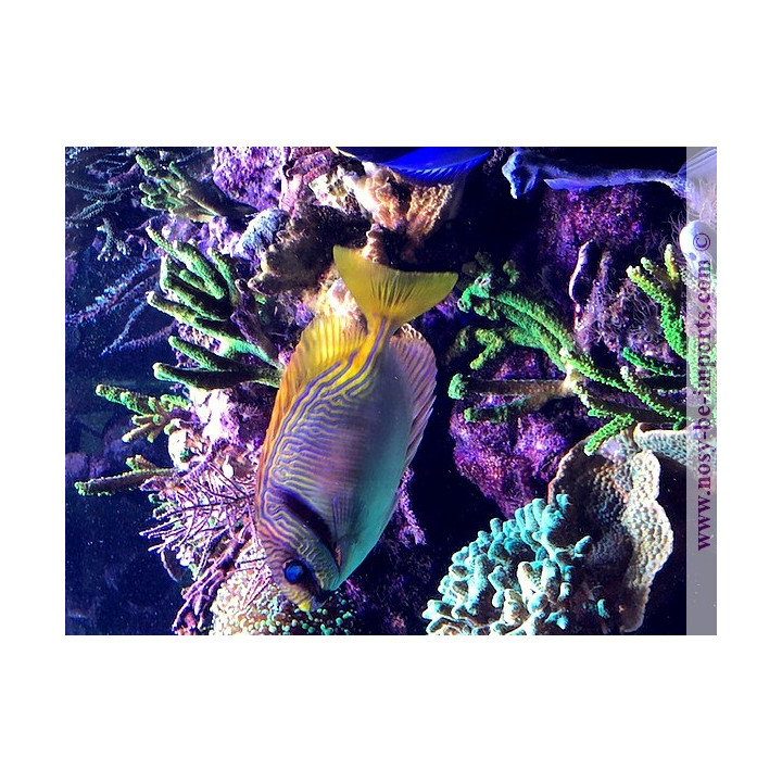 Siganus doliatus - Eau de mer - Aquarium sur mesure