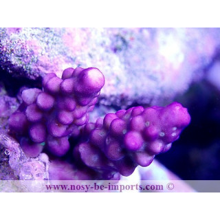 Acropora cerealis violet USA WYSIWYG